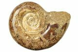 Jurassic Ammonite (Hemilytoceras) Fossil - Madagascar #226736-1